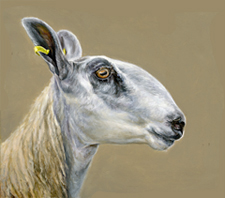 Bluefaced Leicester oil painting